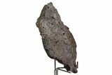 Ankylosaur (Zuul) Osteoderm with Stand - Judith River Formation #382538-2